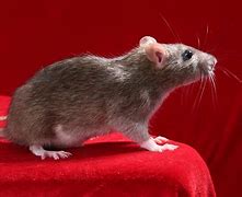 Image result for Rat Stock-Photo