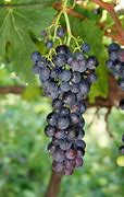 Image result for Sun Burn Green Grapes