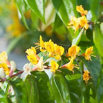Image result for Lonicera henryi Copper Beauty