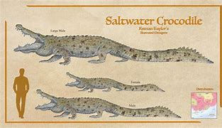 Image result for Gustave Crocodile Real Pictures