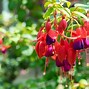 Image result for Fuchsia Color Flowers