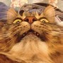 Image result for Cute Cat Jokes