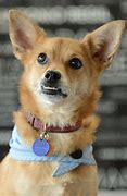 Image result for World's Cutest Dog Breeds