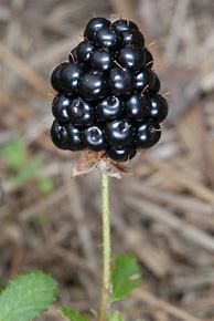 Image result for Rubus