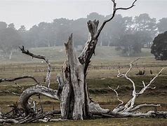 Image result for Dying Tree