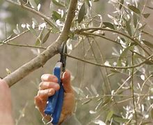 Image result for Pruning Olive Trees