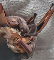 Image result for Baby Bat Animal