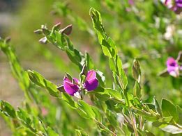 Image result for Polygala Dolomite