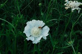 Image result for Scabiosa caucasica Alba