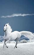 Image result for Horse HD Wallpaper for Mobile