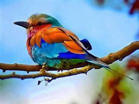 Image result for bird