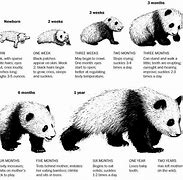 Image result for Giant Panda Evolution