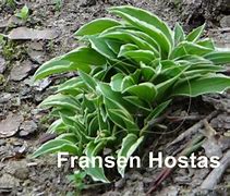 Image result for Hosta Lime Fizz