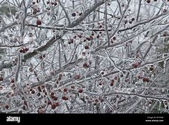 Image result for Malus Prairie Fire Crabapple Tree