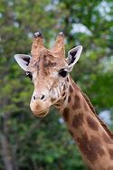 Image result for Zoo Animals Gallery