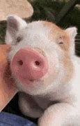 Image result for Cute Baby Pig On a Phone