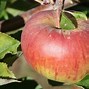 Image result for Winesap Apple Tree Blossoms