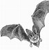 Image result for Baseball Bat Illustration Scary