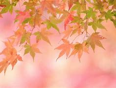 Image result for Fall iPad Wallpaper