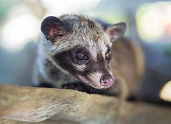 Image result for Kopi Luwak Animal