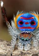 Image result for Cute Real Spiders