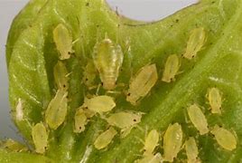 Image result for "green-peach-aphid"