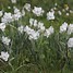 Image result for Narcissus Xit