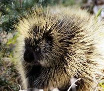 Image result for Washington State Porcupine