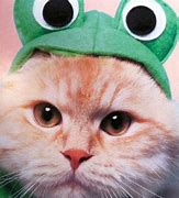 Image result for Cat Smiling at Frog