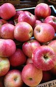Image result for Pennsylvania Native Apple Variety