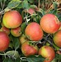 Image result for Silver Apples 1868