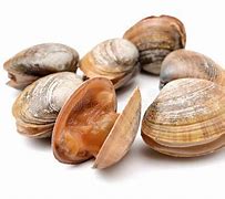 Image result for Raw Clams