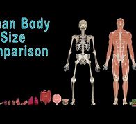Image result for Human Size Comparison