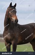 Image result for Brown Horse Portrait