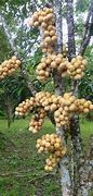Image result for Philippines Dwarf Fruit Trees