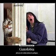 Image result for gatofobia