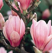 Billedresultat for Magnolia x soulangeana