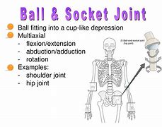 Image result for Ball and Socket Knee Joint