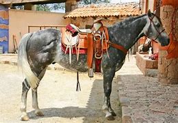 Image result for Sabino Azteca Horse