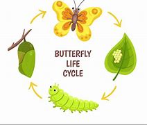 Image result for Life Cycle of Insect Vectors