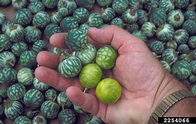 Image result for Tropical Soda Apple