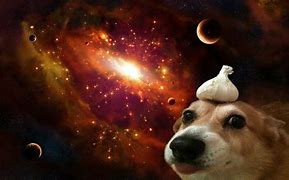 Image result for Dog I Space Funny