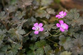 Image result for Geranium Orkney Cherry