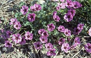 Image result for Geranium cinereum Laurence Flatman