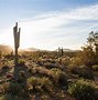 Image result for Sonoran Desert Sunset Landscape