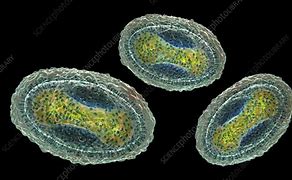 Image result for Molluscum Virus