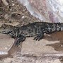 Image result for Crocodile Types