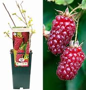 Biletresultat for Rubus hybride Tayberry