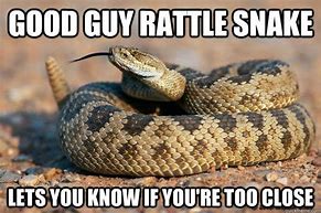 Image result for Snake Memes Clean