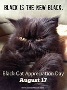 Image result for Black Cat Appreciation Day Meme